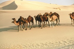 Animal Life in a Desert - The Desert Biomes